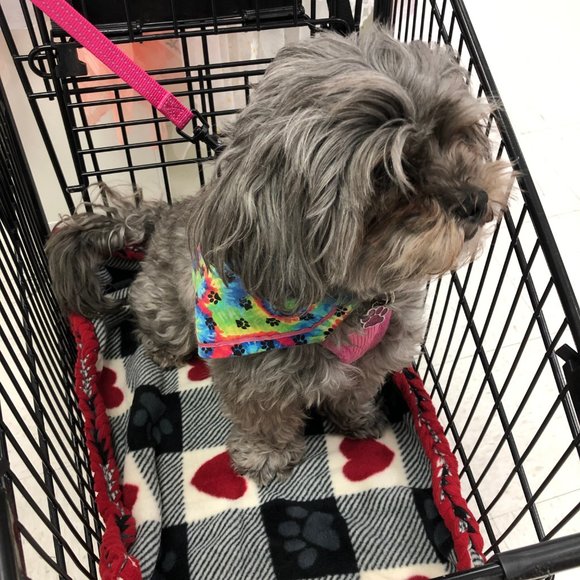 Corgi Small Dog or Cat Blanket Throw for shopping cart soft handmade braided e… - Picture 2 of 7